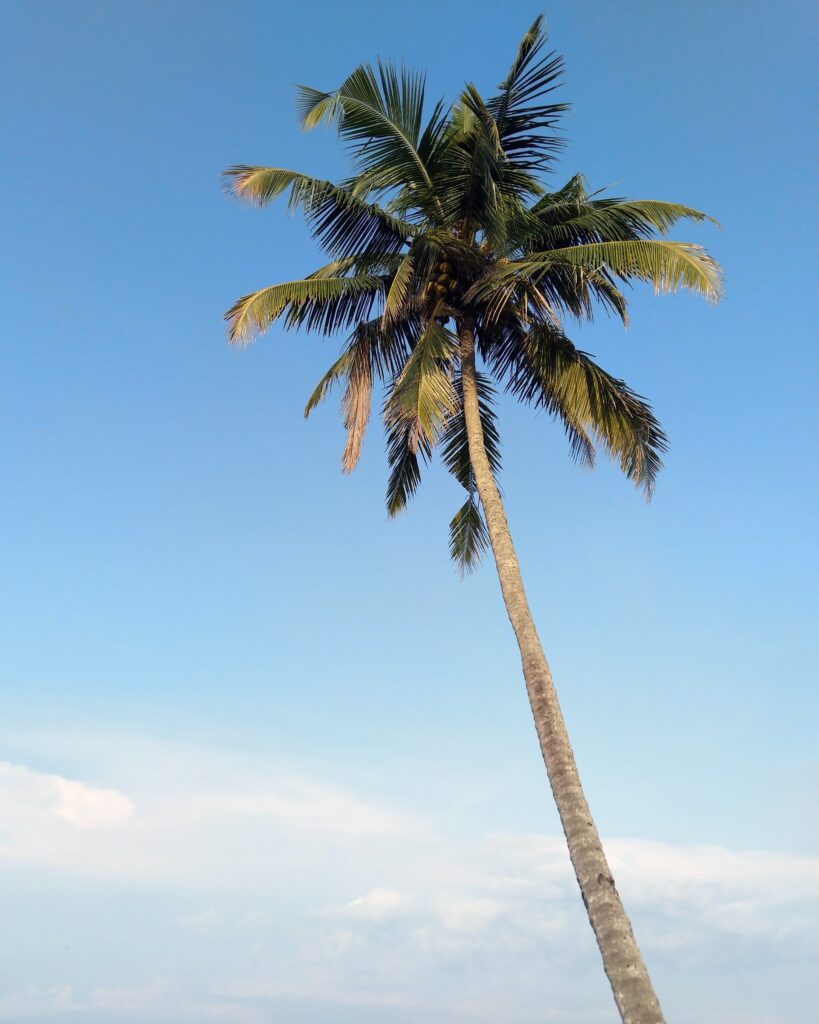 Coconut tree